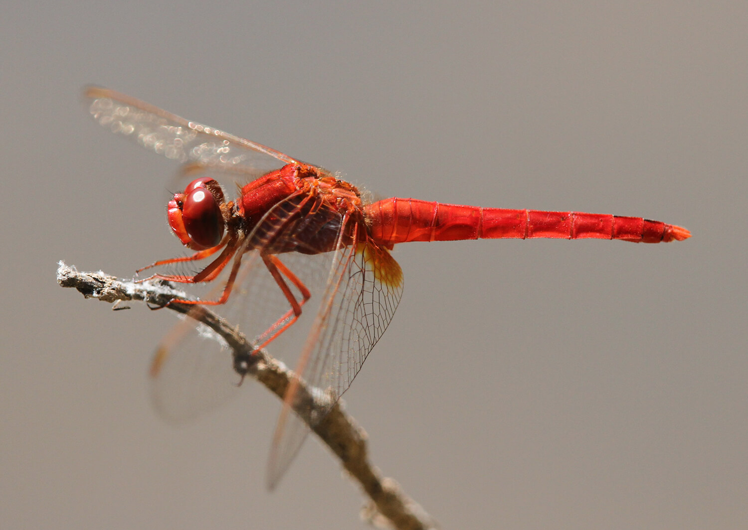 Male Crocthemis erythraea by Damian Pinguey